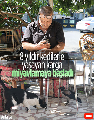 Antalya'da kedi gibi ses çıkaran karga, görenleri şaşırtıyor