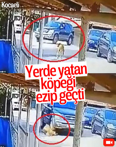 Kocaeli'de bir sürücü, yerde yatan köpeği ezdi