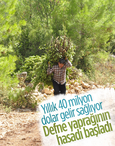 Manavgat'ta defne yaprağından 5 milyon lira gelir bekleniyor