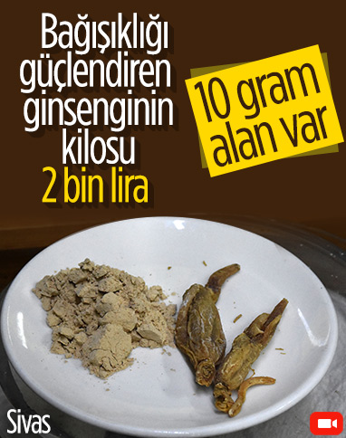 Bağışıklığı güçlendiren 'ginseng', kilosu 2 bin liradan alıcı buluyor
