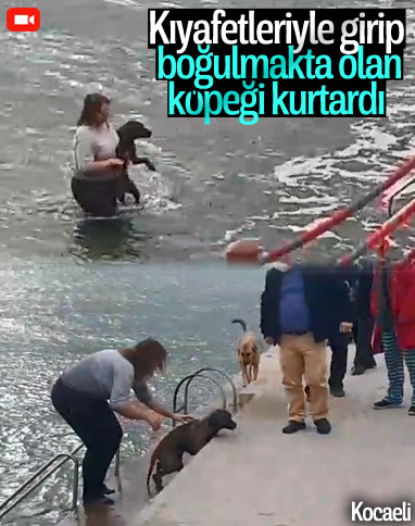 Kocaeli'de bir veteriner, köpeği boğulmaktan kurtardı