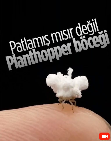 Patlamış mısıra benzeyen böcek