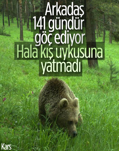 Kars’ta verici takılan bozayı, 141 gündür göç ediyor