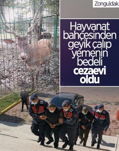 Zonguldak'ta hayvanat bahçesindeki geyiği kaçırıp yiyen 2 kişi tutuklandı