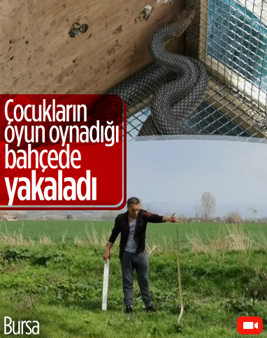 Bursa'da 2 metrelik yılanı eliyle yakaladı