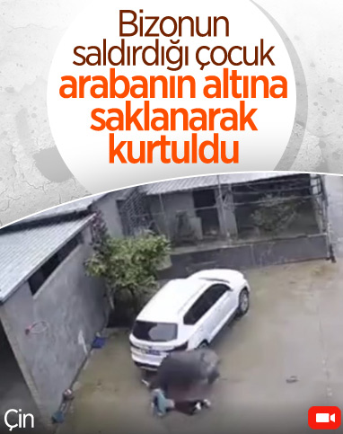 Çin'de bizon, çocuğa saldırdı