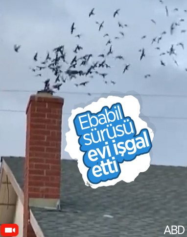 Binlerce göçmen kuş Amerikalı ailenin evini bastı