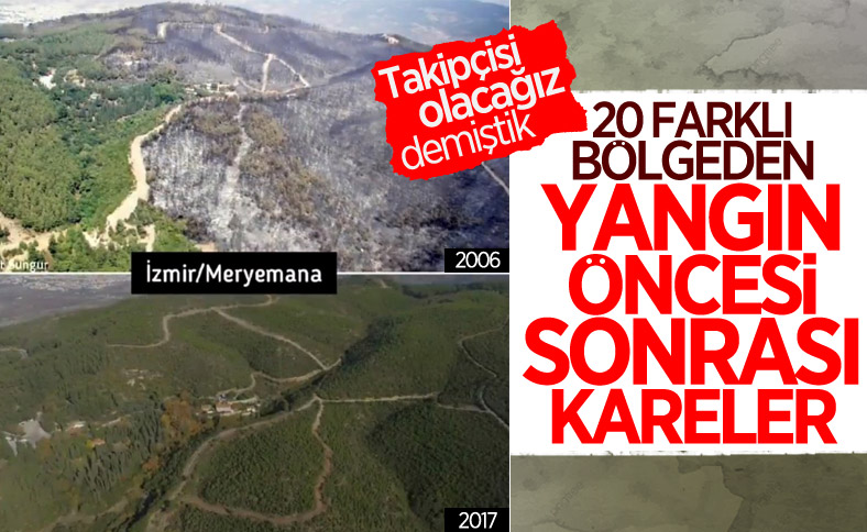 Yanan ormanlar yeniden yeşeriyor