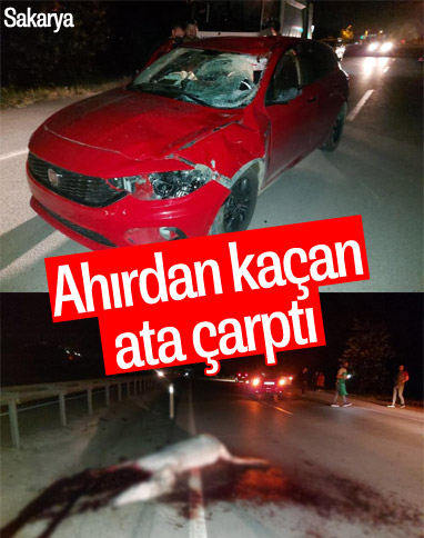 Sakarya'da otomobil ahırdan kaçan ata çarptı