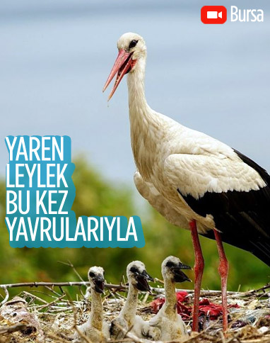 Yaren leylek yavrularıyla Karacabey'de görüntülendi