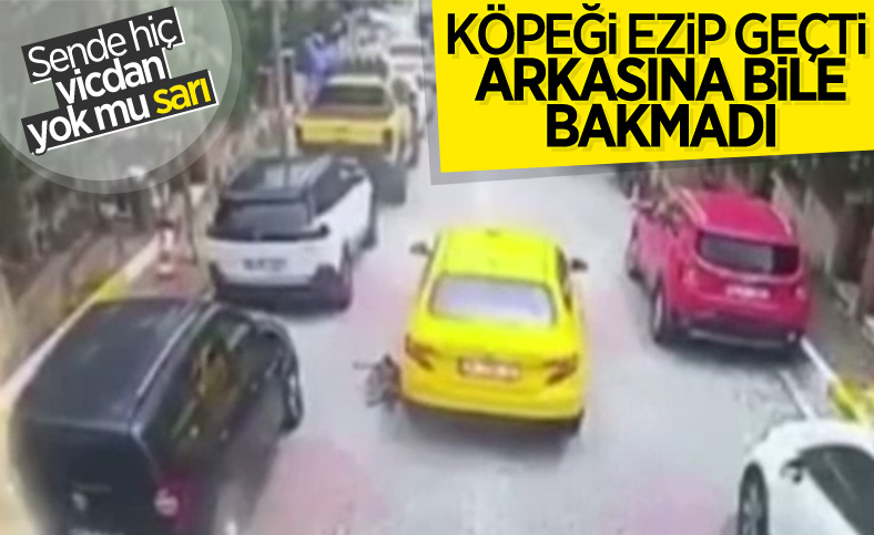 Eyüpsultan'da taksi şoförü köpeği ezerek öldürdü