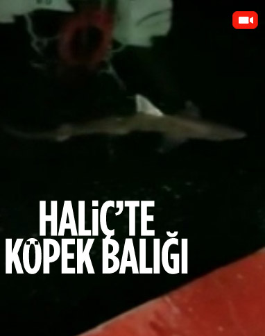 Haliç’te balıkçının oltasına köpek balığı takıldı