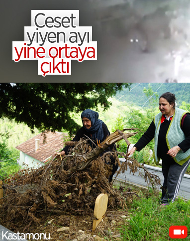 Kastamonu’da ceset yiyen ayı, korkutuyor