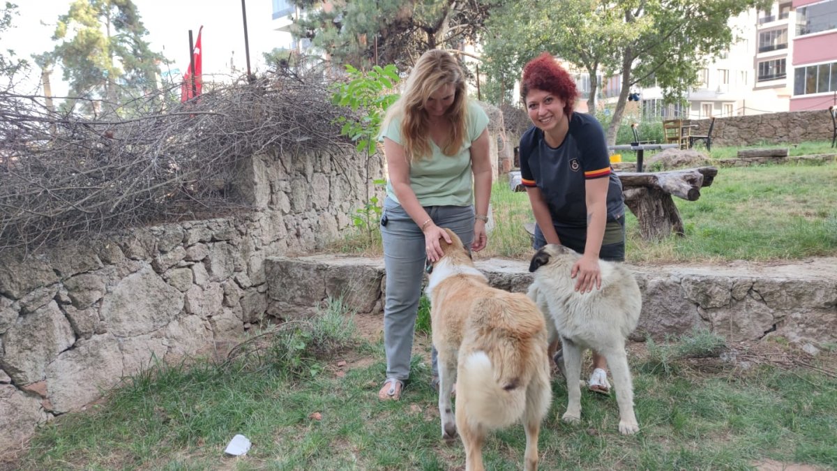 Çanakkale'de 30'a yakın sokak hayvanı zehirlendi