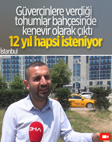 İstanbul'da bahçesinden 73 adet ekili kenevir çıktı: Güvercinlerim yaptı