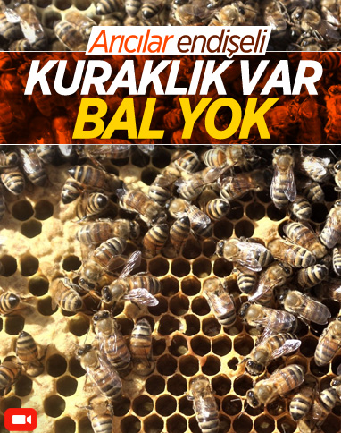 Van'da kuraklıktan arıcıları etkiledi
