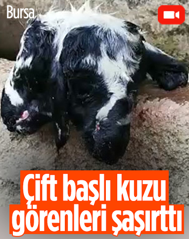 Bursa’da çift başlı kuzu dünyaya geldi