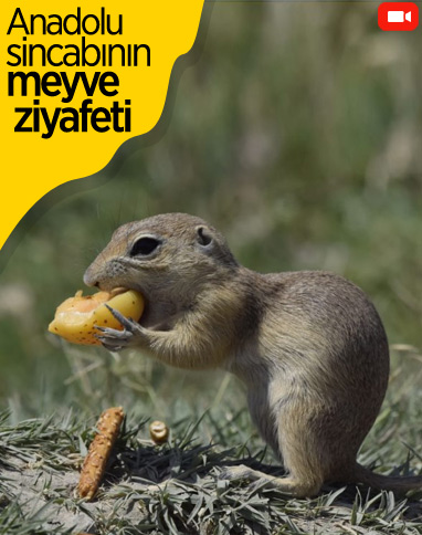 Kayısı yiyen Anadolu sincabı