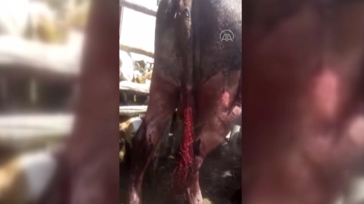 Tokat'ta 6 büyükbaş hayvanın kuyruğunu kestiler