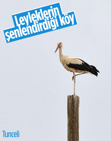 Tunceli'deki 'Kuşçu' köyünün leylek sakinlerinin sayısı artıyor