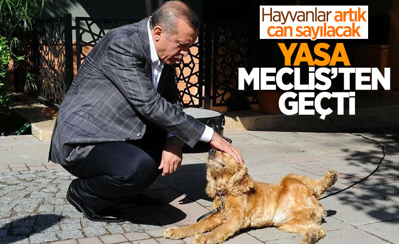 Hayvanları Koruma Kanunu TBMM'de kabul edildi