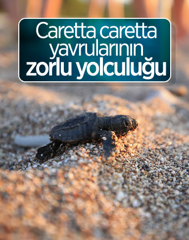 Antalya'da caretta caretta yavrularının denize doğru zorlu yolculuğu başladı
