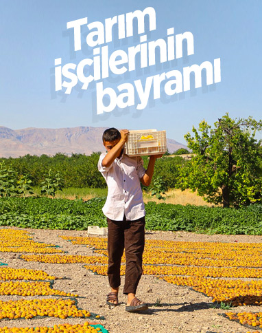Mevsimlik tarım işçileri bayramı kayısı tarlalarında geçiriyor