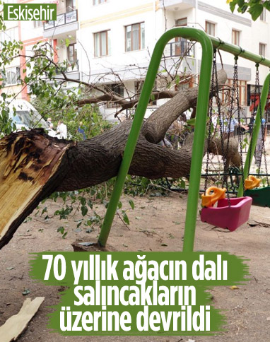 Eskişehir'de çocuk parkındaki dut ağacı, salıncakların üzerine devrildi