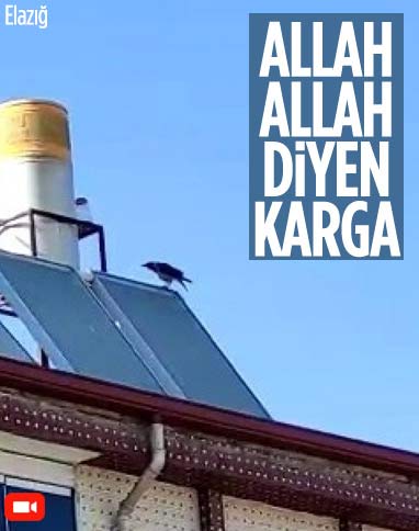 Elazığ’da ’Allah’ diye bağıran karga