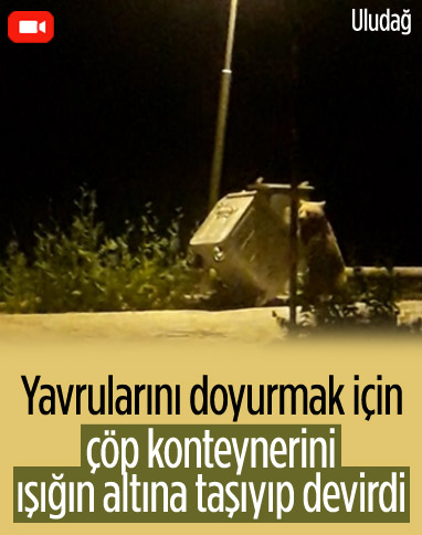 Uludağ’da ayı ailesinin karnını doyurma anları