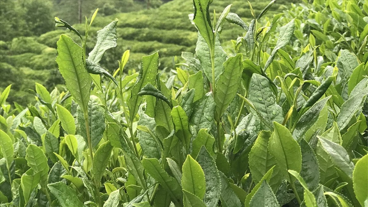 ÇAYKUR, haziran ayı yaş çay bedeli ödemelerine başladı