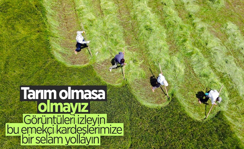Ağrı'da çiftçiler, asırlık tırpan usulüyle hayvanları için ot biçiyor