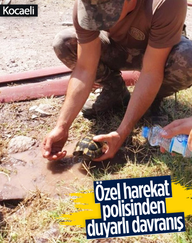 Kocaeli'de özel harekat polisi, kaplumbağayı yanmaktan kurtardı