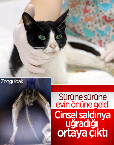 Zonguldak'ta kedi cinsel saldırıya uğradı