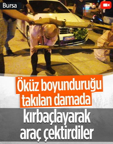 Bursa'da damada öküz boyunduruğu takıp, araç çektirdiler