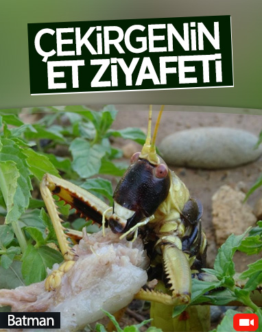 Batman'da dev çekirgenin et ziyafeti