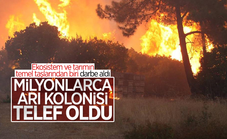 Orman yangınlarında milyonlarca arı kolonisi telef oldu