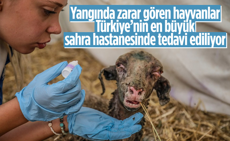 Manavgat'ta yangından etkilenen hayvanlar için sahra hastanesi kuruldu