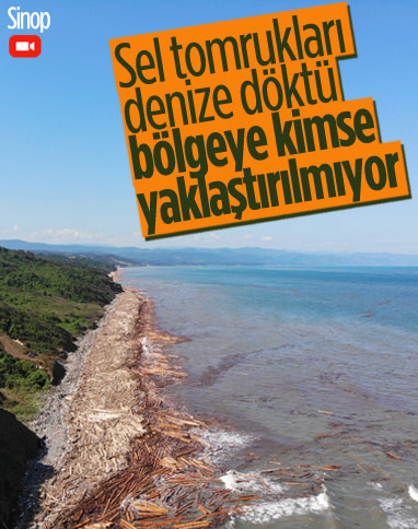 Karadeniz'de sel sularıyla toplanan tomruklar, denizi örtü gibi kapladı