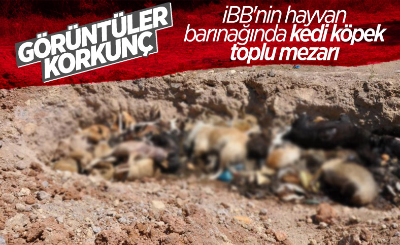 Telef olmuş kedi ve köpekler İBB barınağında toplu mezara konuldu