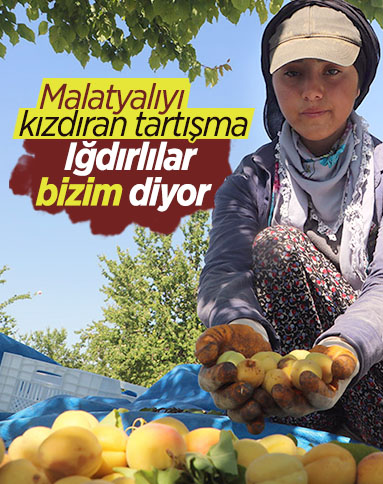 Malatyalılardan 'kayısı bizim' tepkisi