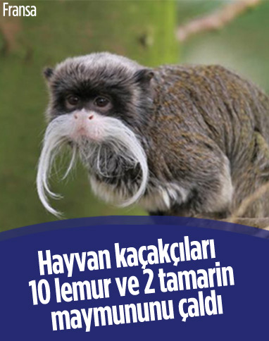 Fransa’daki hayvanat bahçesinden 10 lemur ve 2 tamarin maymununu çaldılar