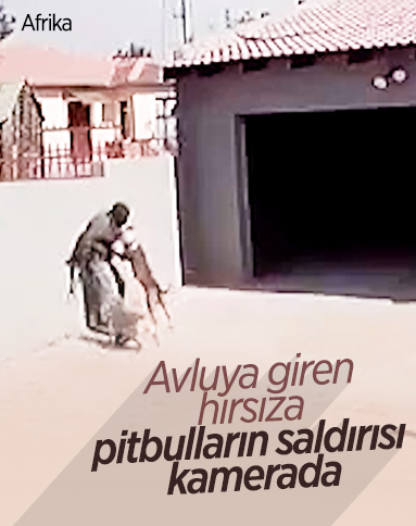 Afrika’da, hırsızın pitbull saldırısına uğradığı anlar kamerada
