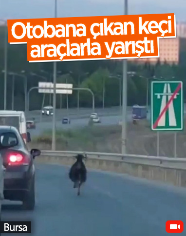 Bursa'da otobana çıkan keçi, sürücülere zor anlar yaşattı