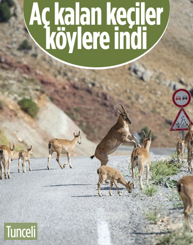 Tunceli'de dağlarda yiyecek bulamayan keçiler, tarlalara indi