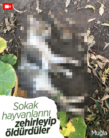 Muğla’da, zehirlenen sokak hayvanları öldü