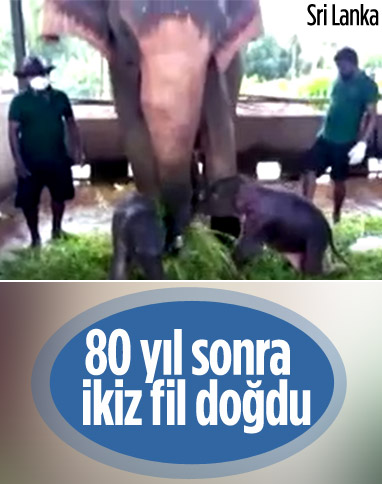 Sri Lanka'da 80 yıl sonra ikiz fil doğdu