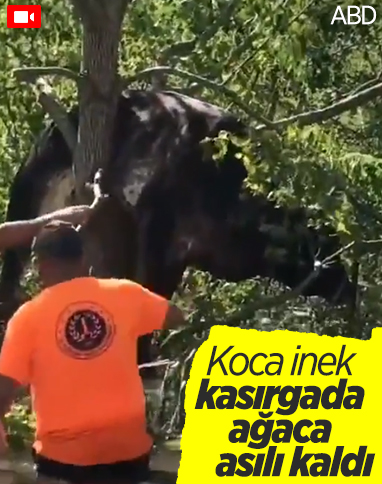 ABD'de kasırga sonrası bir inek, ağaca asılı kaldı