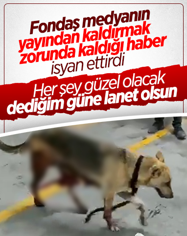 Esenyurt'ta İBB'nin kısırlaştırdığı köpeğin bağırsakları dışarı çıktı