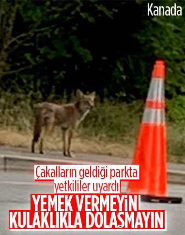 Kanada'da çakalların geldiği park geceleri kapatıldı